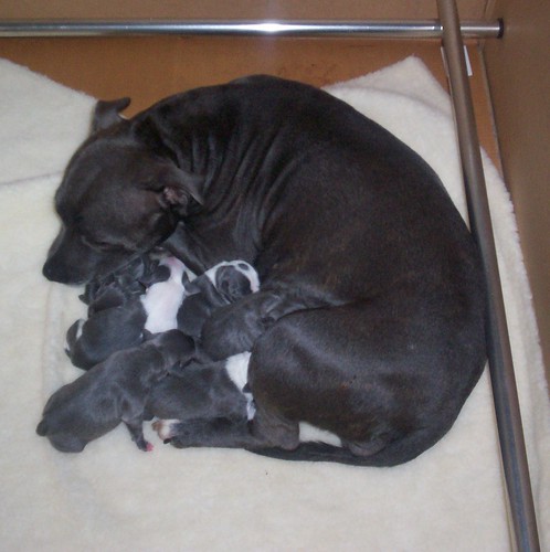 Avoiding Common Staffordshire Bull Terrier Temperament Problems – BlueStaffyUK Guide How can I avoid common Staffordshire Bull Terrier temperament problems? Blue Staffy puppy socialising with children.