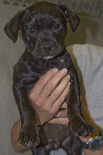 The best Staffy breeders UK reviews confirm this adorable Staffy puppy for sale in the UK comes from a trusted lineage. Read our Blue Staffy breeder reviews to see why we are rated among the best Staffy breeders UK, featuring a healthy Staffy puppy for sale in the UK.