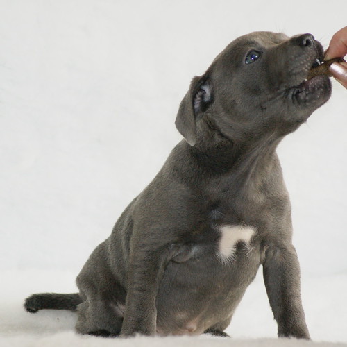 Purebred blue staffy bully puppies for sale—health-guaranteed and ready for their new homes. Exceptionally structured blue staffy bully puppies for sale, displaying the classic muscular build and deep blue coat.