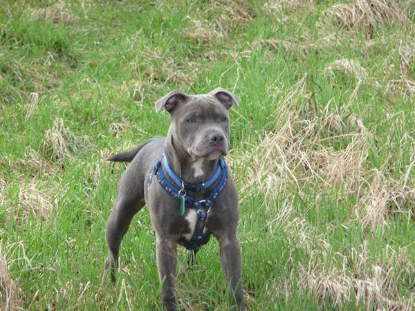 Blue Staffordshire Bull Terrier: A beloved family dog in the UK.