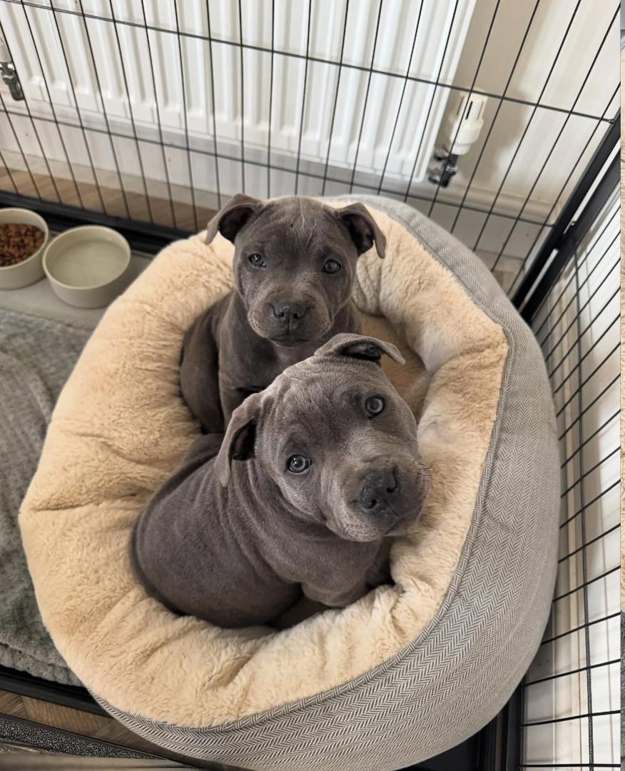 Adorable blue Staffy pup looking directly at the camera, implying "available near you.