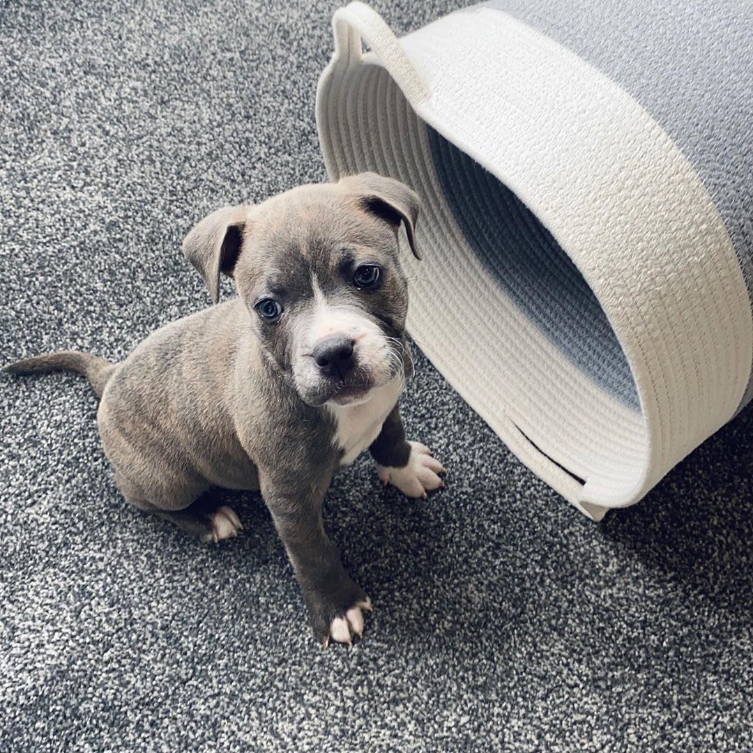 Adorable blue Staffy pup looking directly at the camera, implying "available near you".