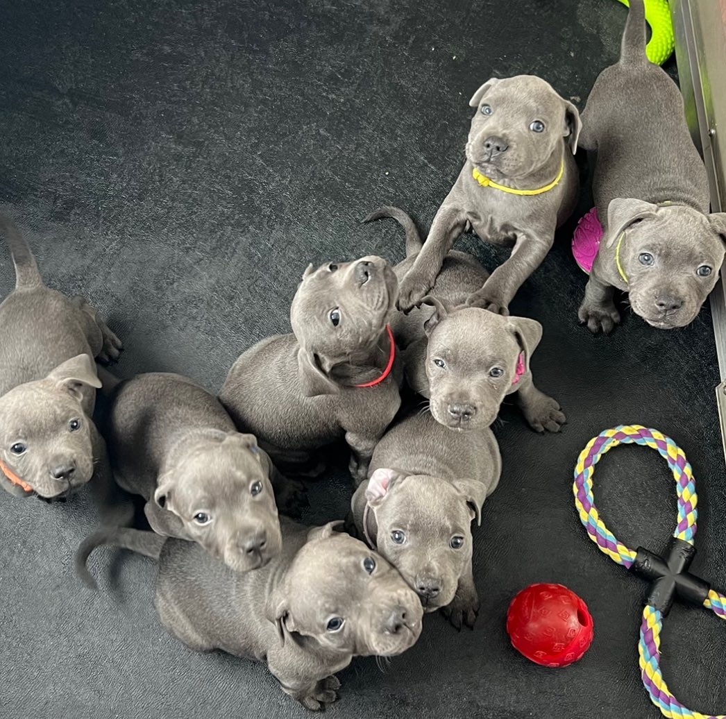 4 blue Staffy puppies looking for a new home in the UK.