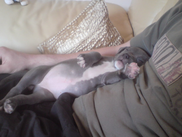 Smiling Daniel from Cardiff with his new Blue Staffy puppy, testimonial quote displayed