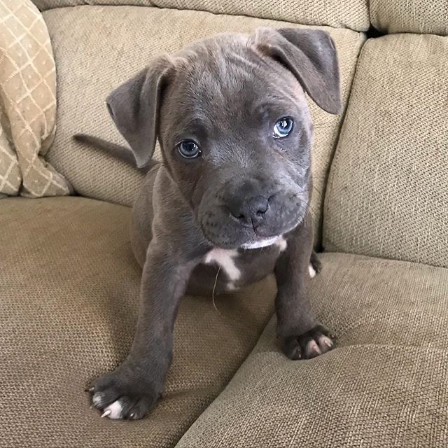 A playful blue Staffordshire Bull Terrier puppy, highlighting the breed's appeal.