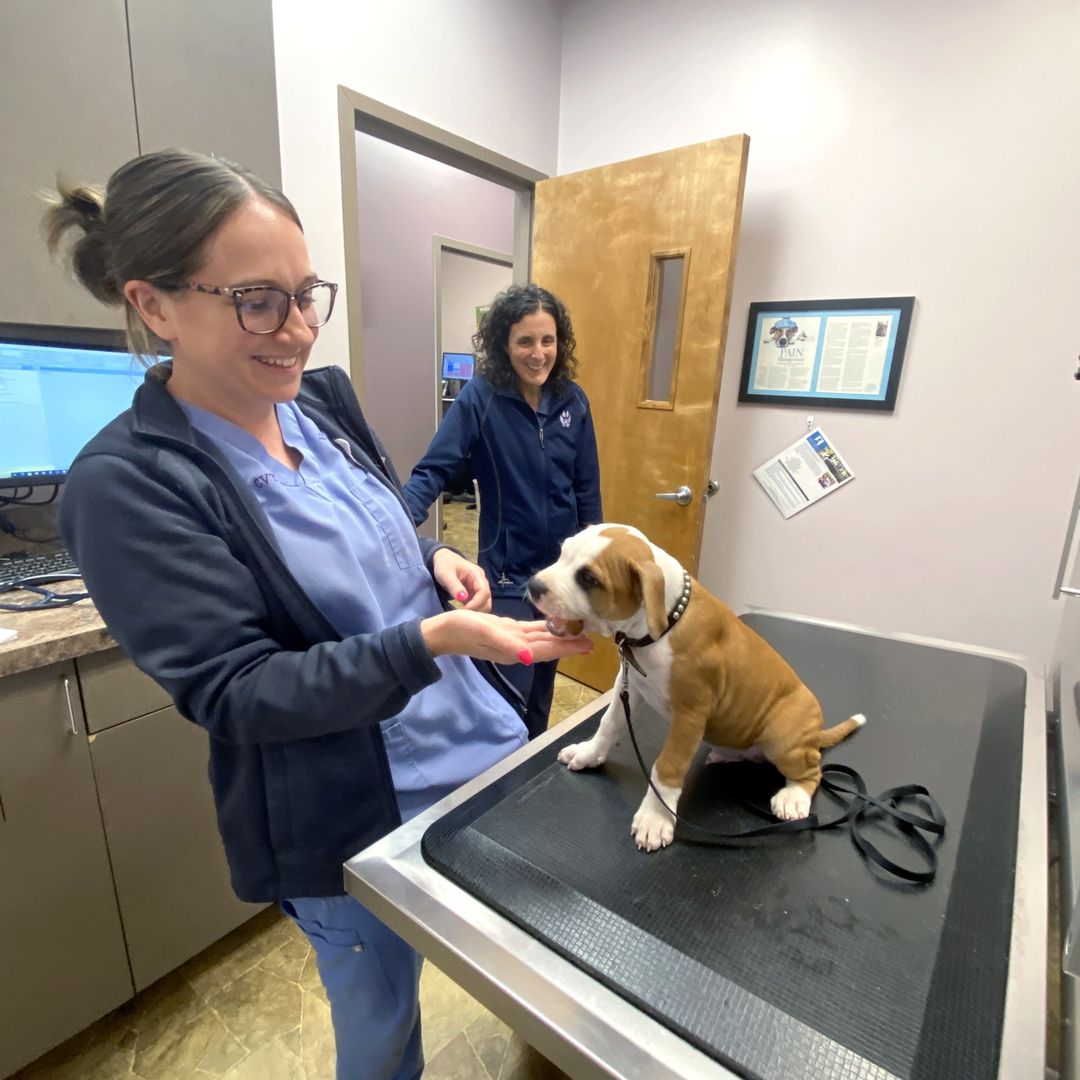 A blue Staffy puppy receiving a gentle vet check, showcasing our commitment to the health of our pups in the UK.