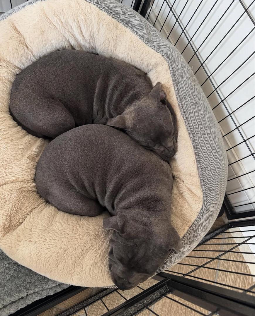 A group of adorable blue Staffy puppies, suggesting availability and local options.