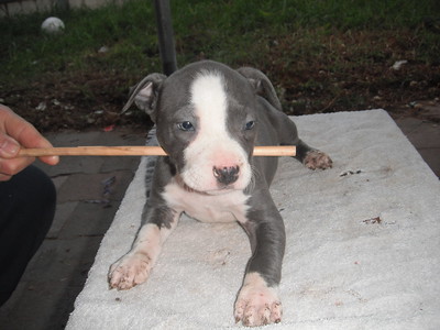 A happy family with their puppy, reflecting excellent blue staffy uk reviews and owner satisfaction with BlueStaffyUK.