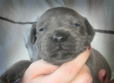 A happy blue Staffy puppy from BlueStaffyUK safely delivered to its new home with The Davies Family in Cornwall.