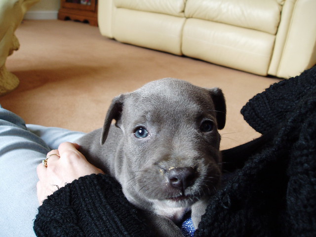 A breeder holding a blue Staffy puppy, smiling, in a home environment, Responsible breeders of blue Staffies L-2-HGA clear.