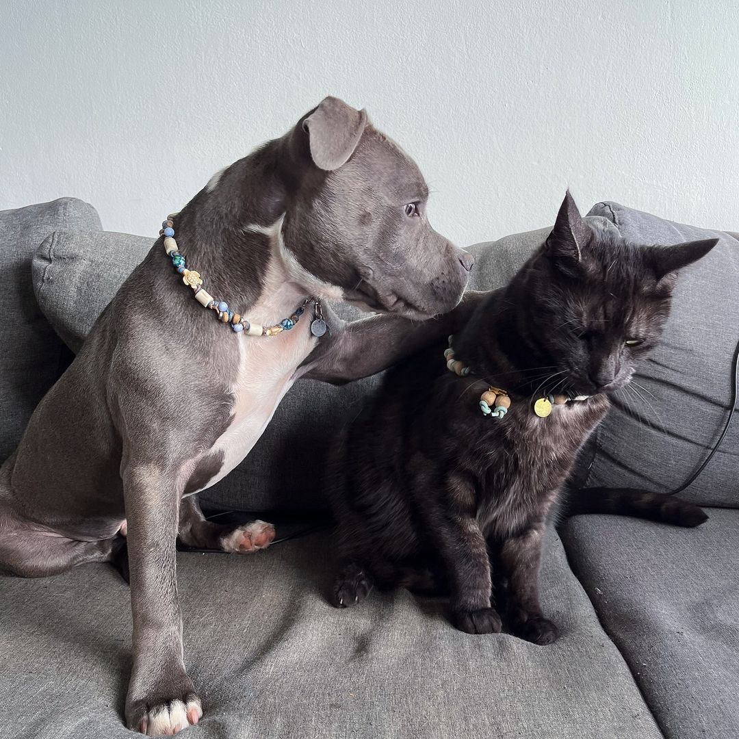 A healthy and well-socialized blue Staffy puppy, reflecting the quality and care involved when you choose to buy a blue Staffy puppy in the UK.