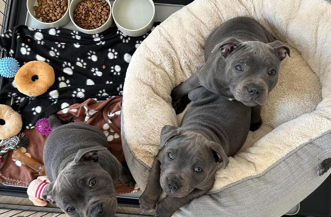 A confident blue Staffordshire Bull Terrier pups available to buy in the UK. | Blue Staffy Pup Sale UK