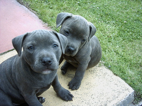 “Buy Staffy Puppies for Sale UK – KC Registered Staffordshire Bull Terrier Puppies” Buy Staffy Puppies for Sale UK – KC registered Staffordshire Bull Terrier puppies available from ethical breeders.