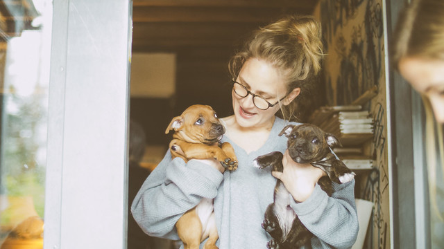 A Staffy breeder gently holding and caring for two tiny blue Staffy pups, symbolizing dedicated puppy care.