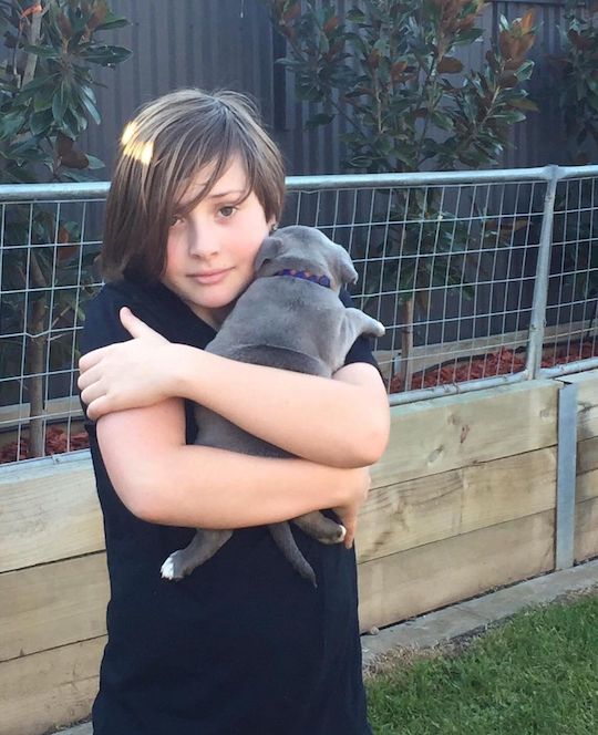 An ethical blue Staffy puppy, delivered professionally by BlueStaffyUK, happily with its new owners Mark and Emma P. in London.