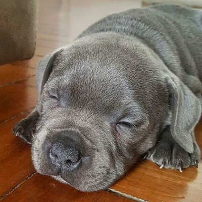 Adorable litter of healthy blue staffy pups for sale, currently playing in a clean, professional environment.