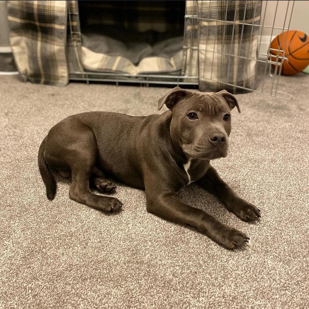 A striking portrait of Jones, our magnificent 3-year-old blue Staffordshire Bull Terrier Sire.