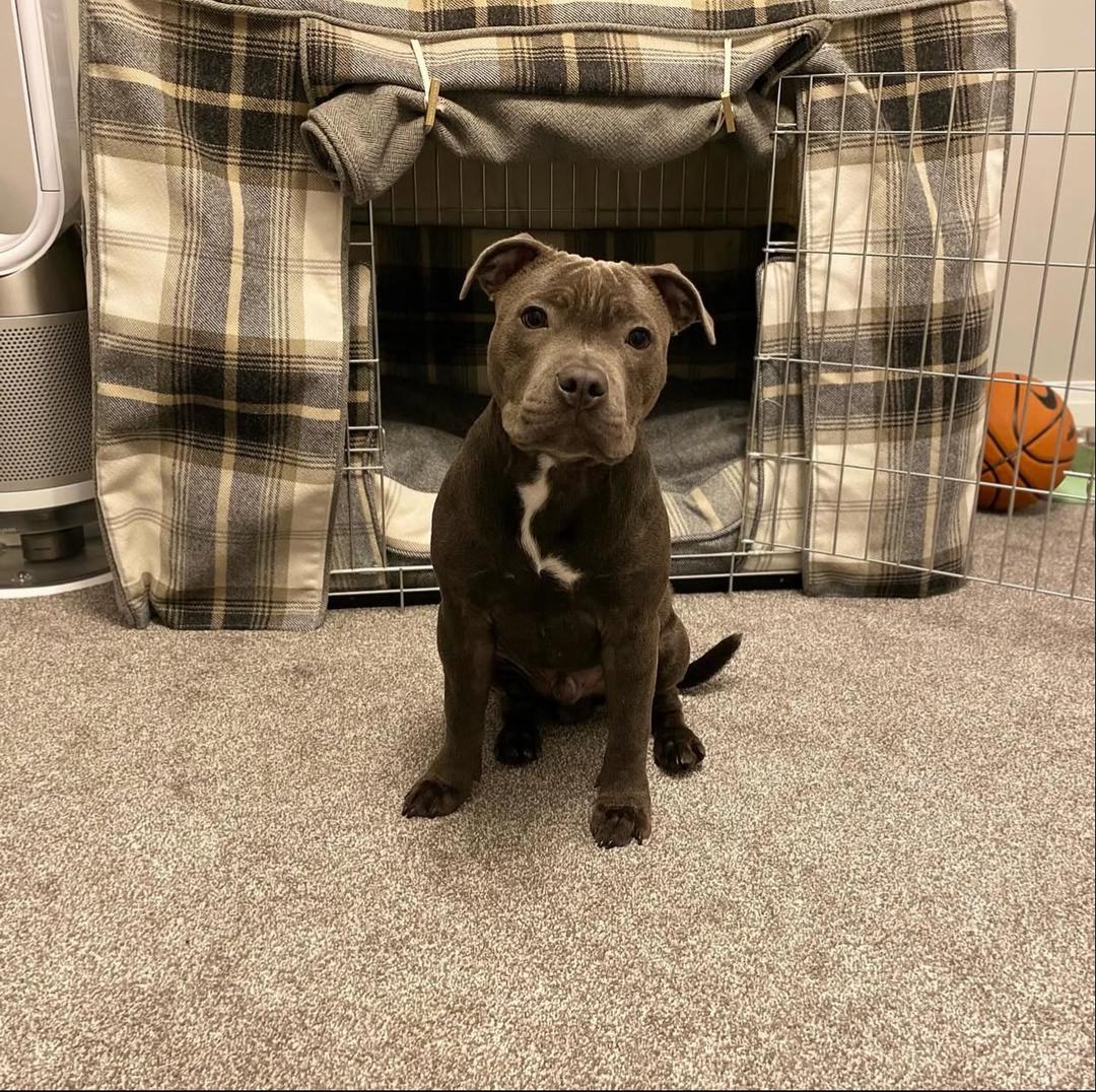 Jones, a magnificent 3-year-old blue Staffordshire Bull Terrier Sire, displaying his calm strength and good temperament.