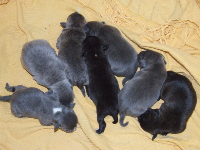 KC registered blue Staffy puppies cuddling with child in London home