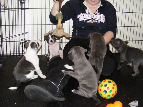 Learn what sets our Kennel Club breeding program apart from the rest. A trusted Kennel Club Assured Breeder holding a Staffy puppy, representing what sets a Kennel Club Assured Breeder apart from others in the UK.