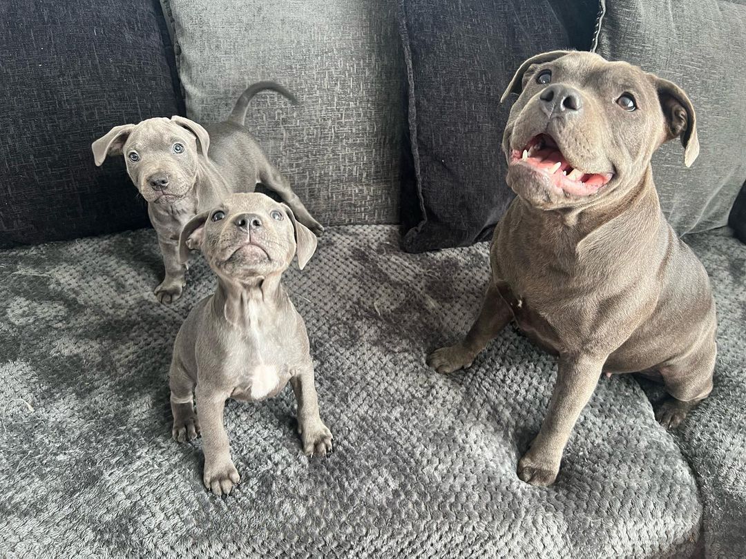 A heartwarming photo of Maggie, a beautiful 2-year-old blue Staffy Dam, lovingly tending to her pups.