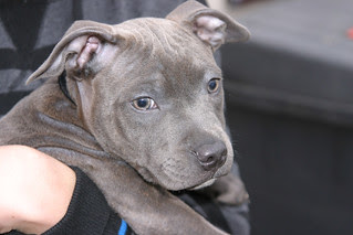 Mark with their healthy blue Staffy puppy from BlueStaffyUK.uk in London.