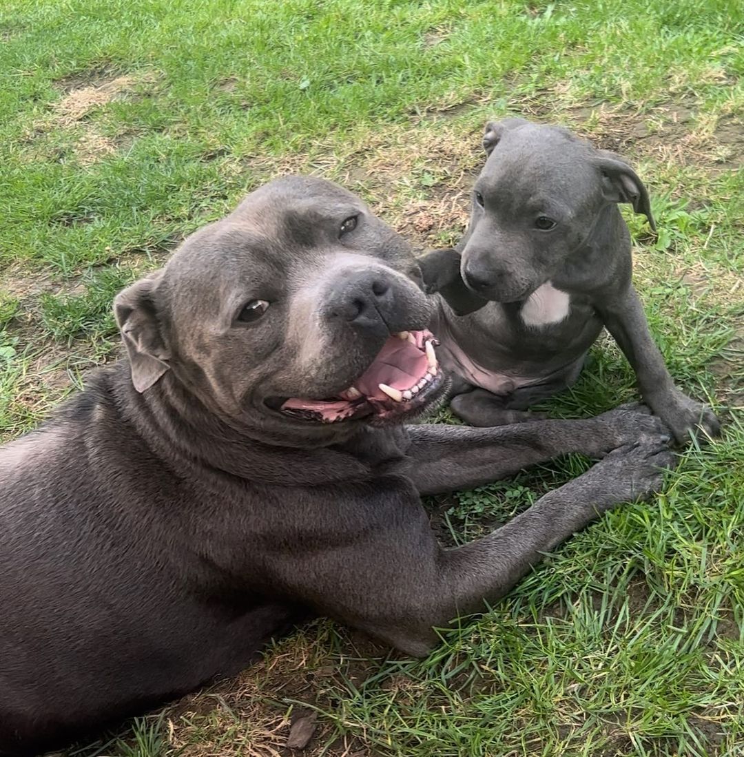 Playful blue Staffordshire Bull Terrier puppy running across a green lawn in the UK
