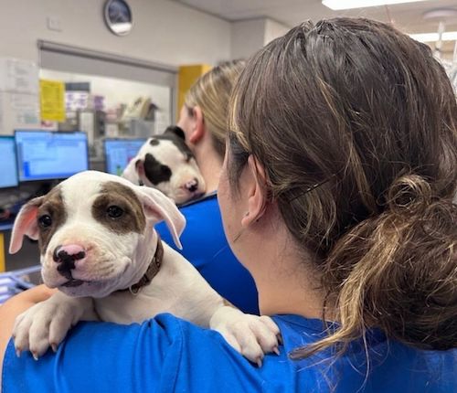 A happy blue Staffy puppy engaging with a vet after receiving its puppy vaccinations UK.
