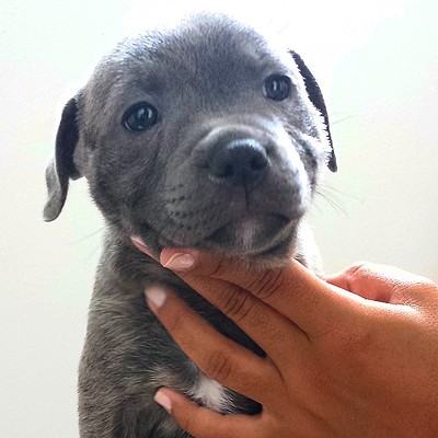 A striking blue male staffy available for immediate rehoming, showcasing his strong head and excellent build.