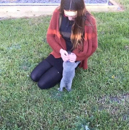 A settled blue Staffy puppy at home in Manchester, a testament to BlueStaffyUK's excellent communication and reputable breeding.
