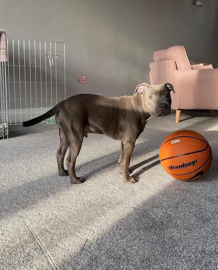 A friendly, smiling brindle Staffordshire Bull Terrier wearing a simple collar and lead, sitting calmly next to a professional sign or infographic that clearly states: "Staffordshire Bull Terriers are NOT a banned breed under the Dangerous Dogs Act 1991."