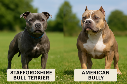 Side-by-side comparison of a Staffordshire Bull Terrier and an American Bully showing physical differences.