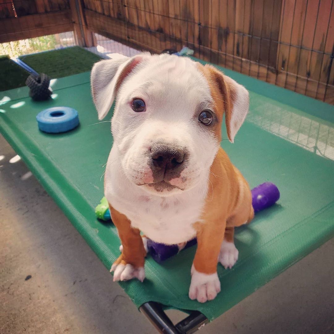 A charming tan and white Staffy Bull Terrier puppy, highlighting its unique coloring.