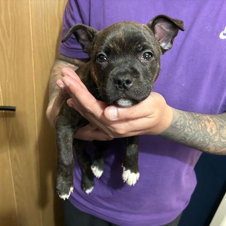 David, a new owner from Southampton, playing gently with his **KC registered Staffy pup**, emphasizing the puppy's playful temperament.