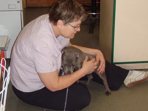 The latest Blue Staffy breeder reviews are in—see why families choose us first. A genuine photo of a satisfied owner with their healthy puppy, reflecting positive Blue Staffy breeder reviews for BlueStaffyUK.