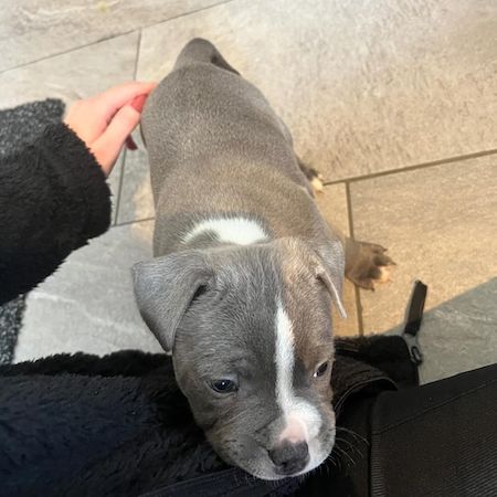 ALT Text: A cheerful family, possibly with children, enjoying time with their healthy blue Staffy, representing trusted UK breeders.