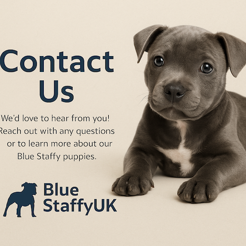 Staffy breeder in UK assisting a family with a blue puppy enquiry | UK Blue Staffy Breeders Contact