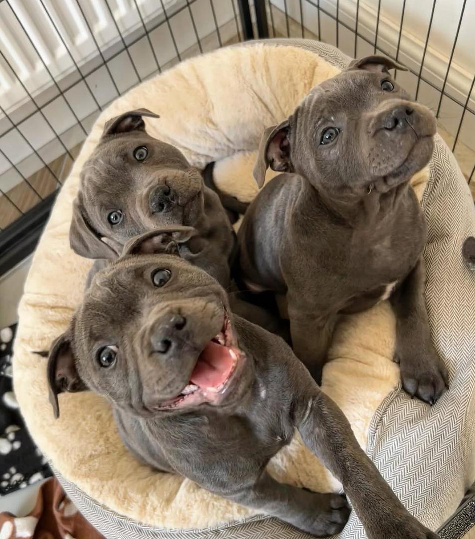 Blue Staffy puppy representing ethical breeding from trusted UK breeders in Glasgow. | Buy Blue Staffy Puppies UK