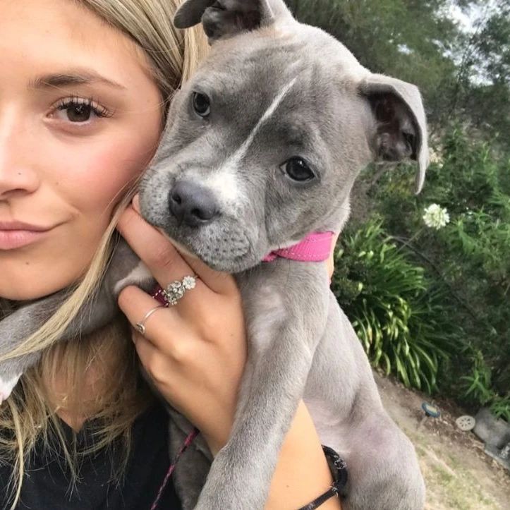 Victoria family with their happy blue Staffy puppy from BlueStaffyUK.uk in Manchester.