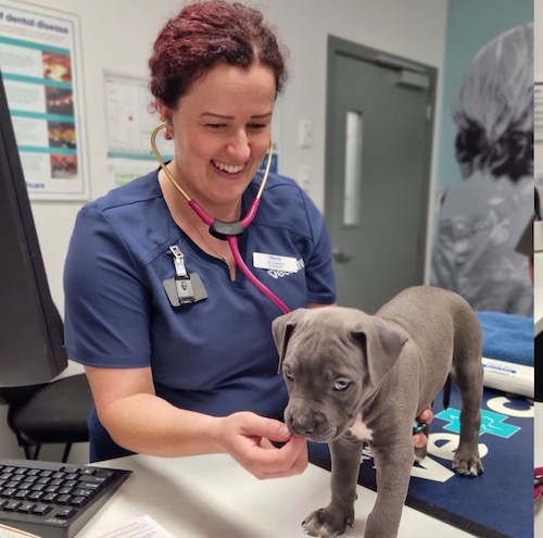 A graphic illustrating various diagnostic tools used to perform what health tests do blue Staffies need, including DNA and physical exams.