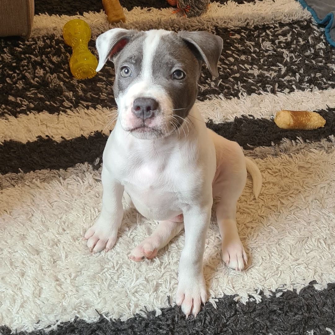 A rare white-grey Staffordshire Bull Terrier puppy, emphasizing its unique color and desirability.